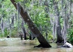 LA Swamp Tour 2