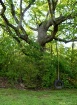 My Favorite Swing