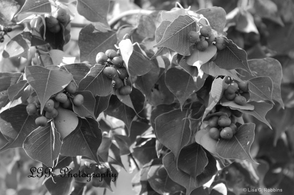 Black  White Berries