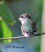Hummingbird 1