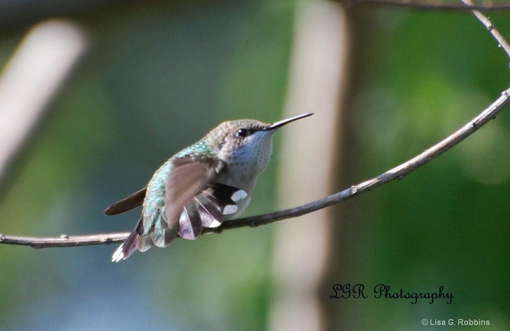Hummingbird 2 - ID: 15714107 © Lisa Robbins