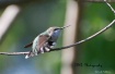Hummingbird 2