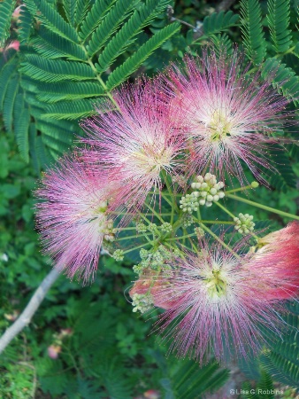 A Beautiful Mimosa
