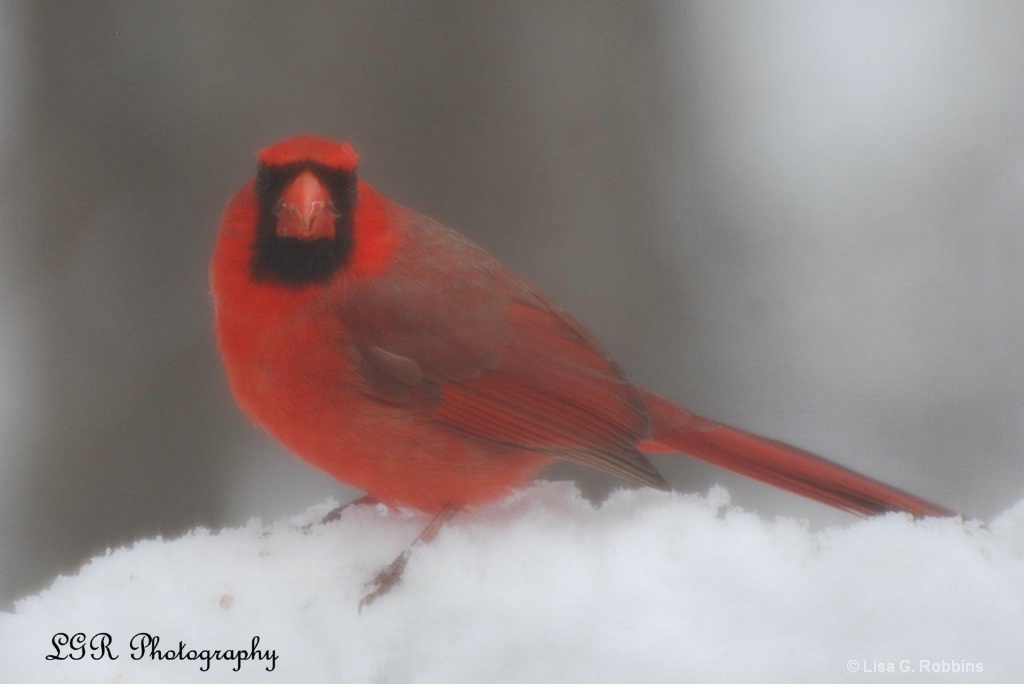 Cardinal in Snow - ID: 15714112 © Lisa Robbins