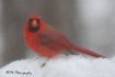 Cardinal in Snow
