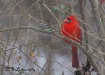 Cardinal in Winte...