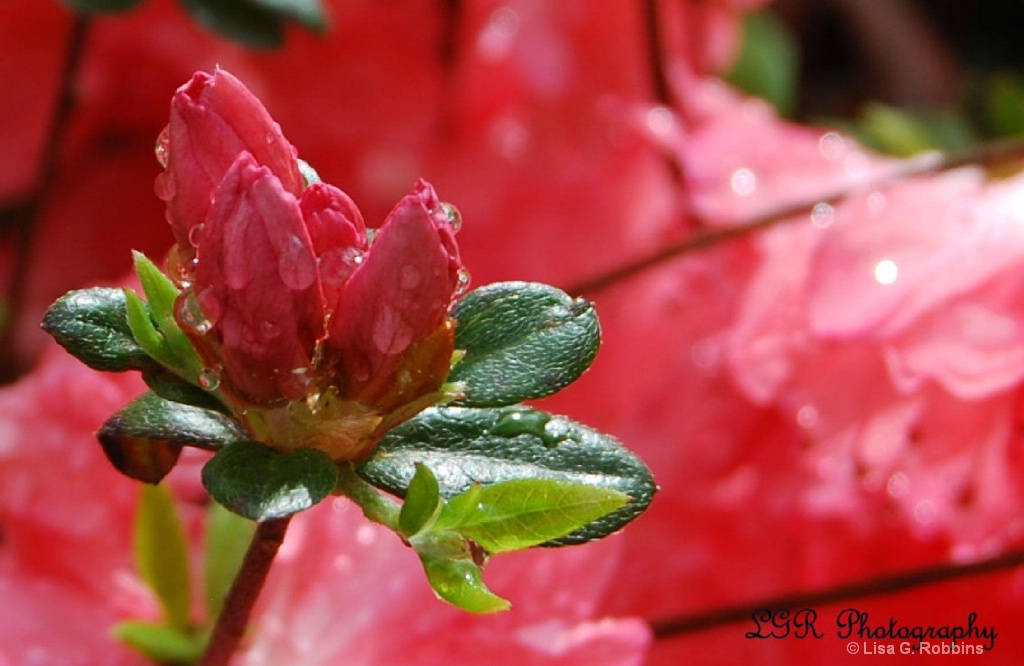 Azaleas after the Rain 2