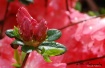 Azaleas after the...