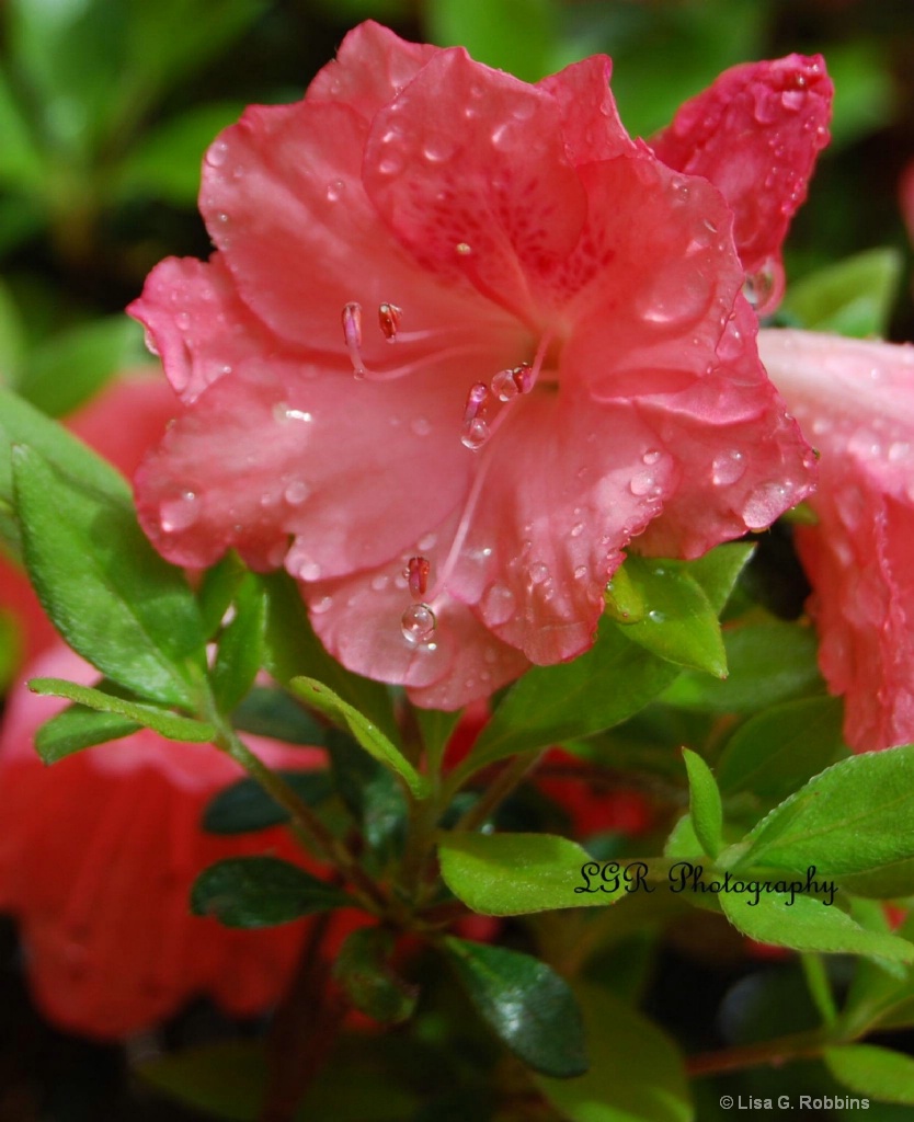 Azaleas after the Rain