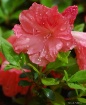 Azaleas after the...