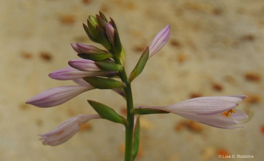  Hosta 1