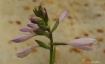  Hosta 1