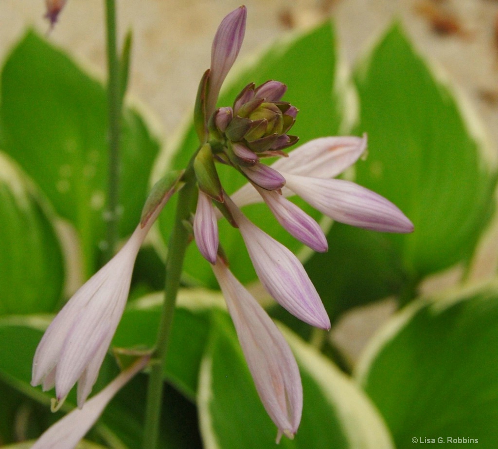 Hosta 2