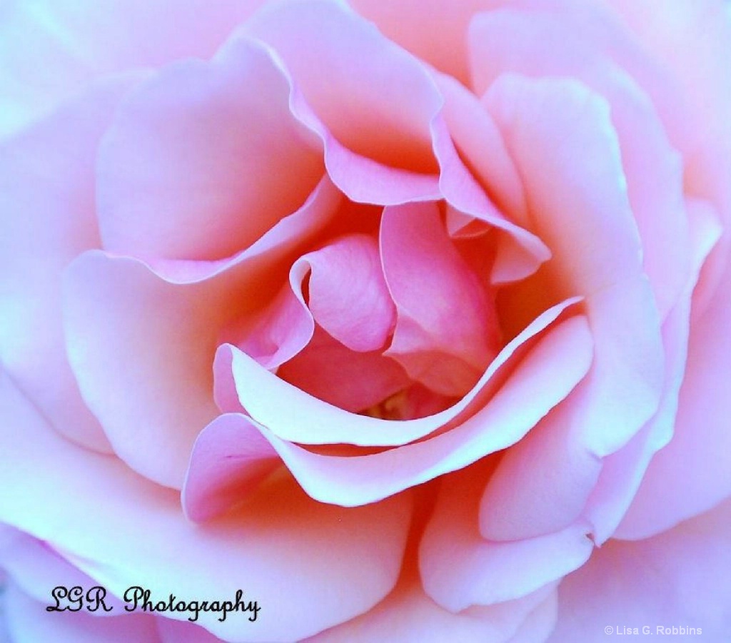 Pink Rose - Bellingrath Gardens Theodore AL