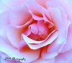 Pink Rose - Belli...