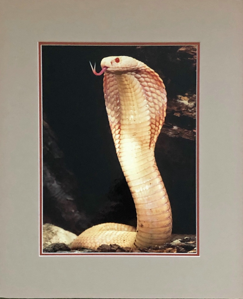 Albino Cobra - ID: 15714133 © William J. Pohley