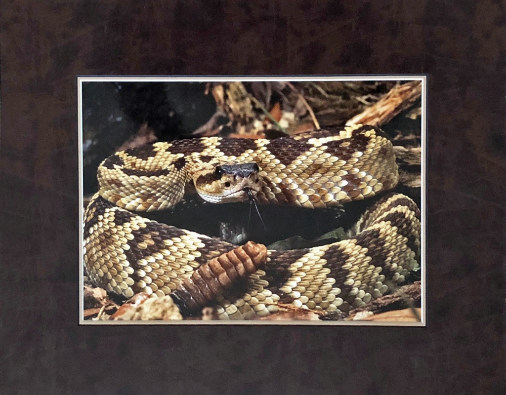 Black Tail Rattlesnake - ID: 15714134 © William J. Pohley