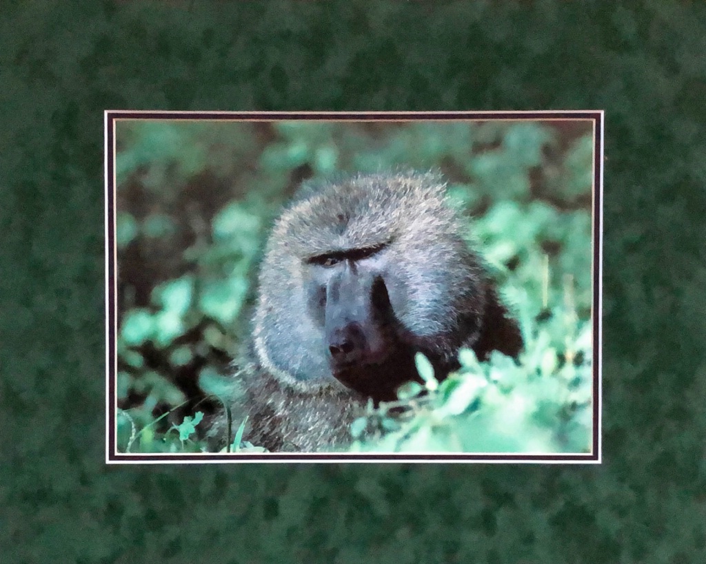 Olive Baboon - ID: 15714135 © William J. Pohley