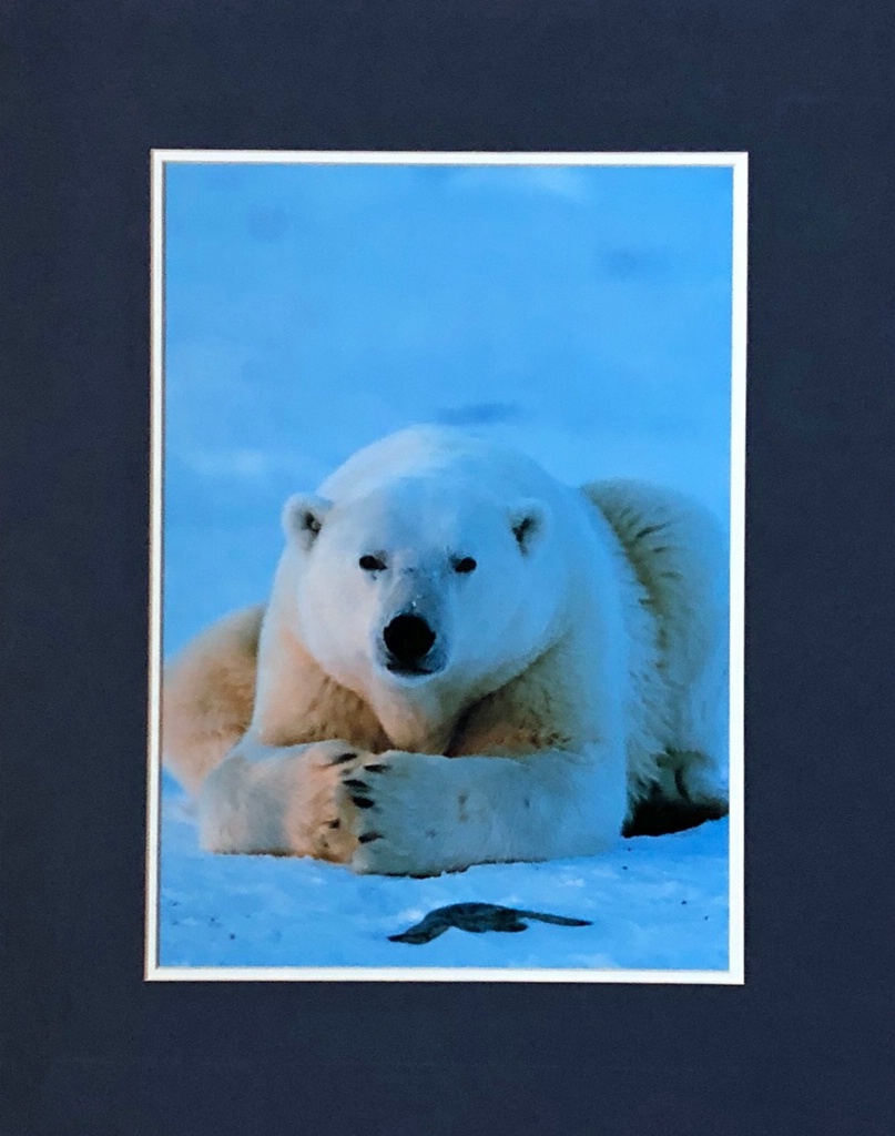 Polar Bear stare - ID: 15714136 © William J. Pohley