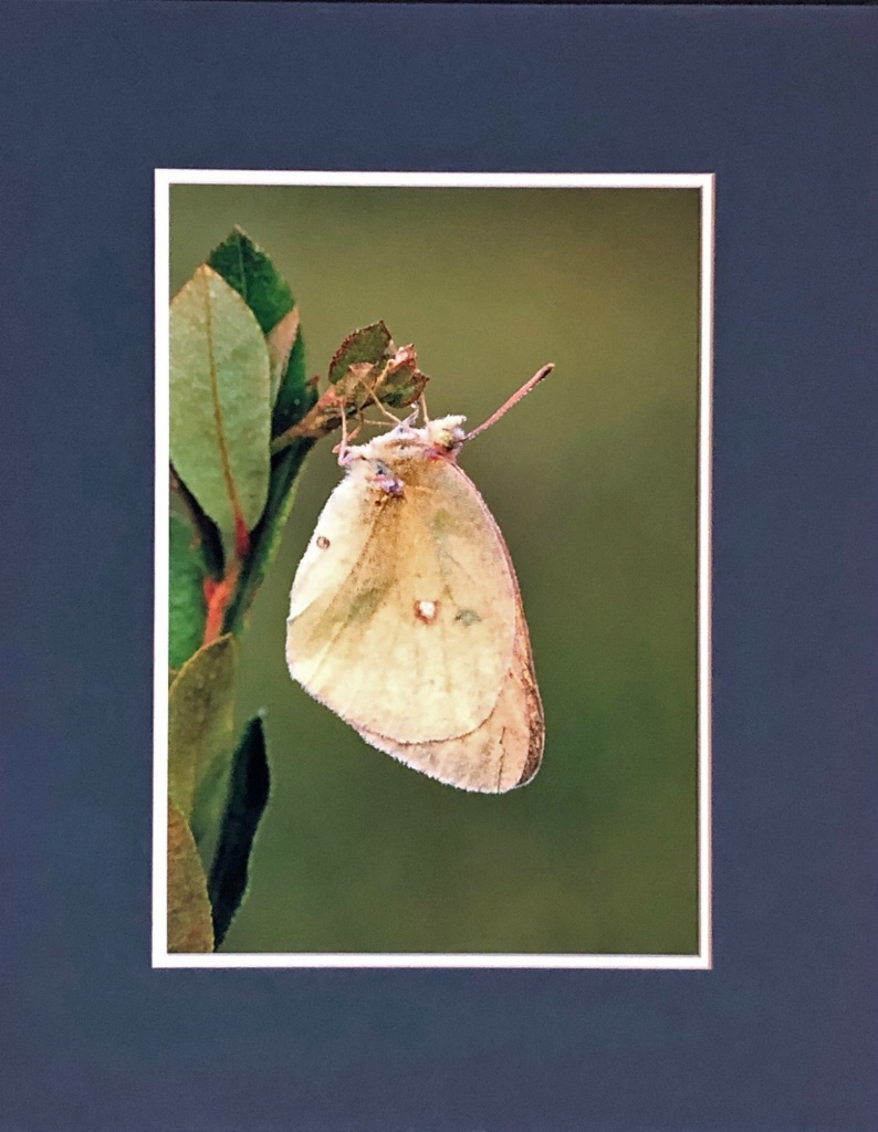 Sulfur Butterfly - ID: 15714139 © William J. Pohley