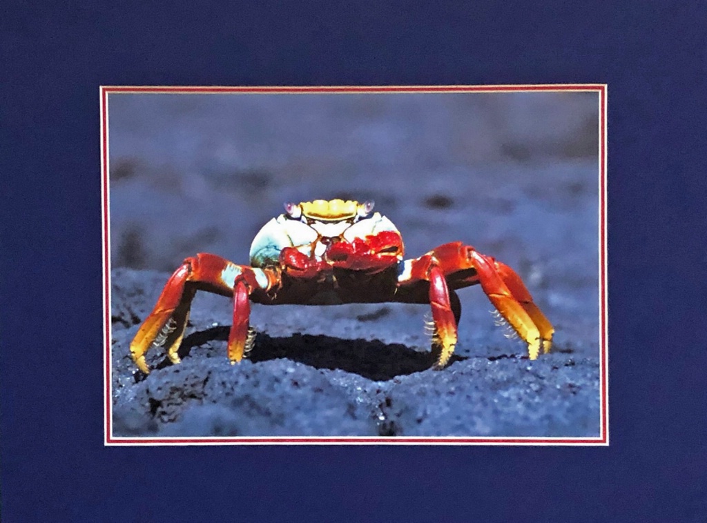 Sally Lightfoot Crab - ID: 15714140 © William J. Pohley