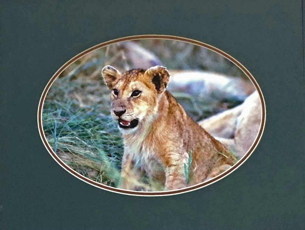 Lion Cub - ID: 15714141 © William J. Pohley