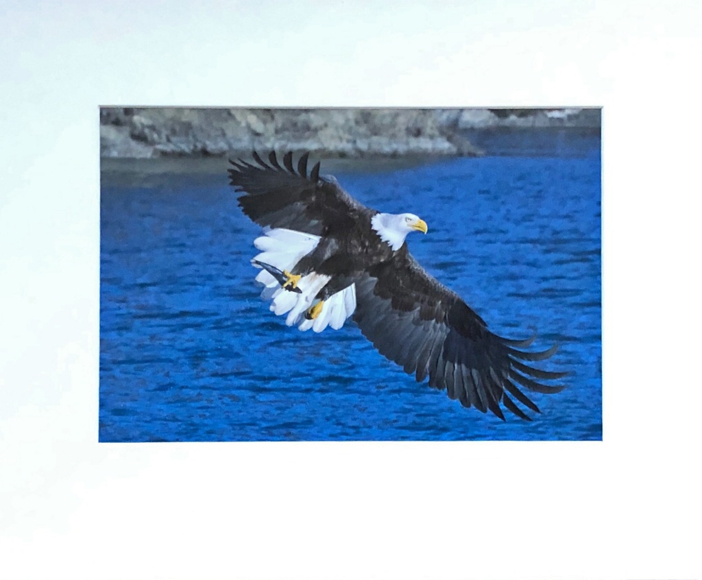 Bald Eagle with fish - ID: 15714142 © William J. Pohley