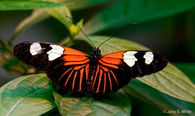 Bright Beautiful Butterfly - ID: 15714148 © Jane E. Miller