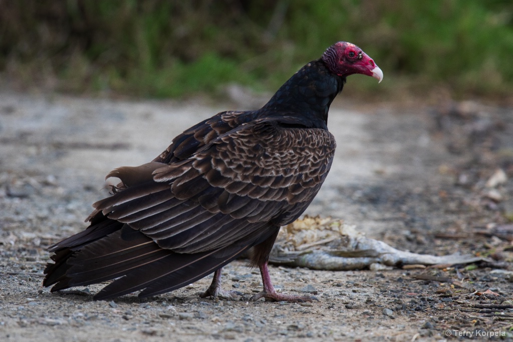 Turkey Vulture   - ID: 15714330 © Terry Korpela