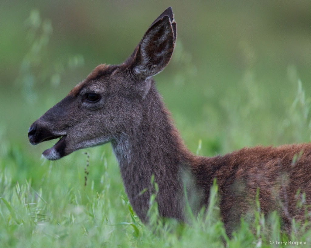 Black Tailed Deer (female) - ID: 15714331 © Terry Korpela