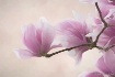 Painted Magnolia ...