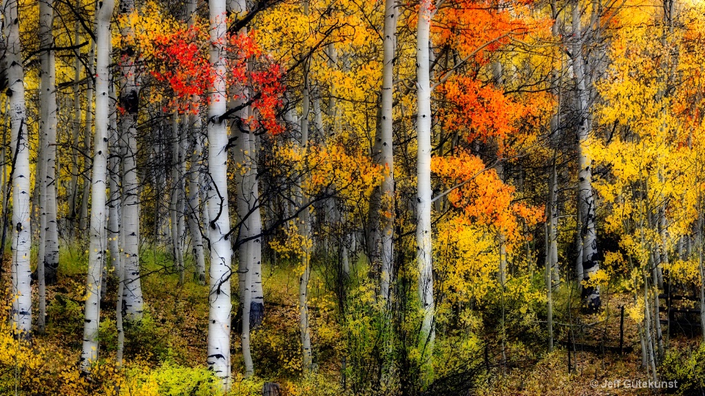 Aspens in Fall