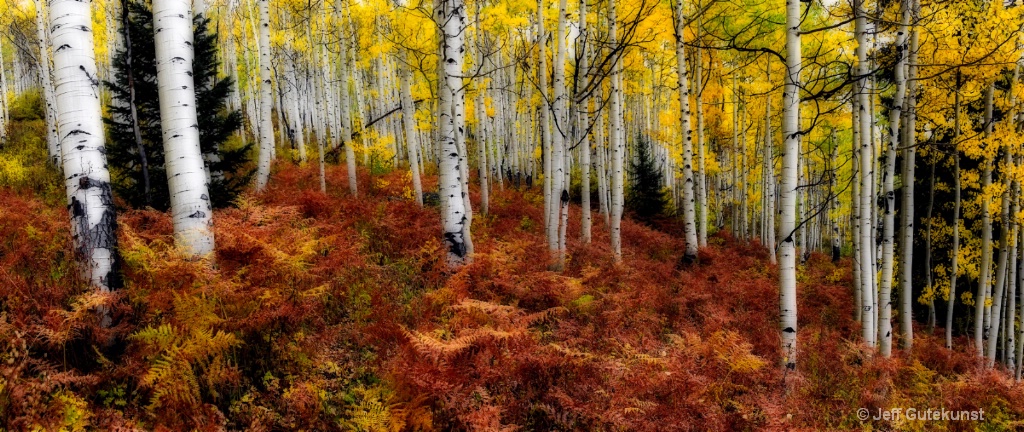 Aspens in Fall Panorama