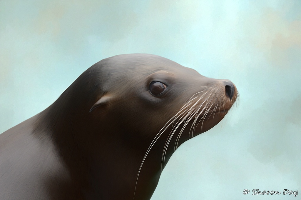 Sea Lion