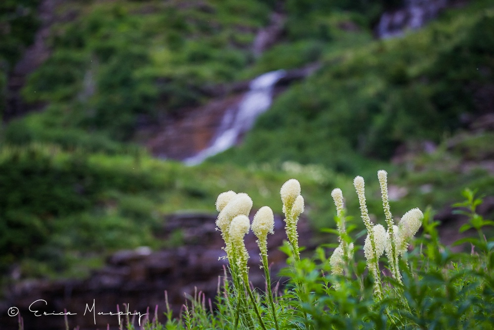 Bear Grass in Glacier  - ID: 15714664 © Erica Murphy
