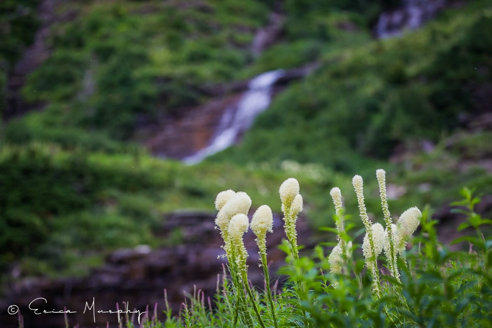 Bear Grass in Glacier 