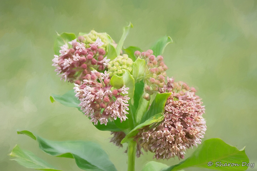 Milkweed