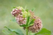 Milkweed