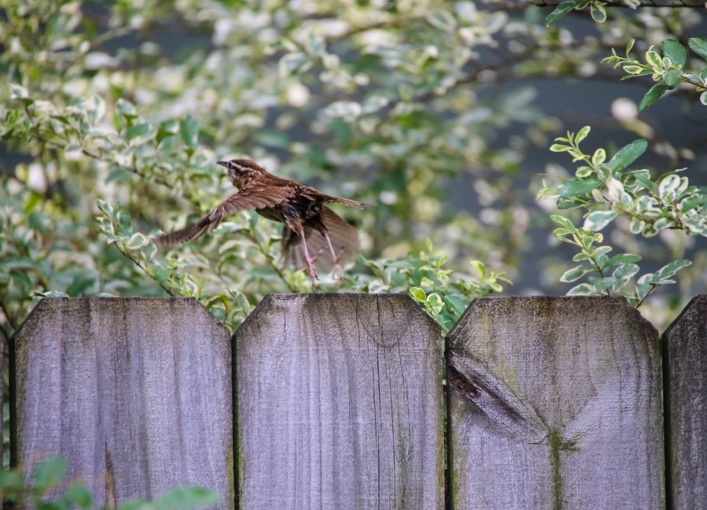 Carolina wren in flight!