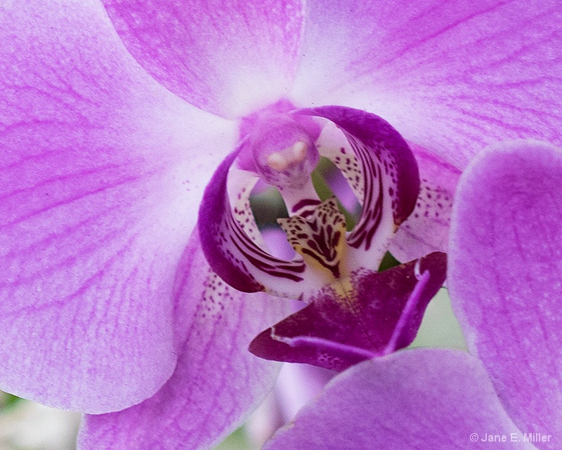Orchid with Attitude! - ID: 15714822 © Jane E. Miller