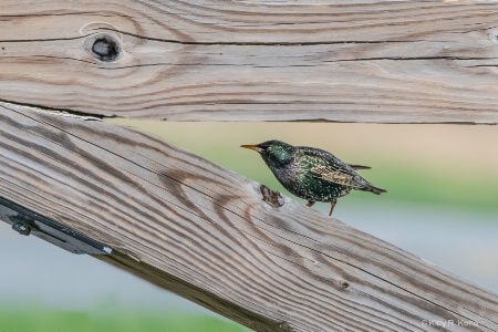 Starling in the Jaws of a Wooden Monster