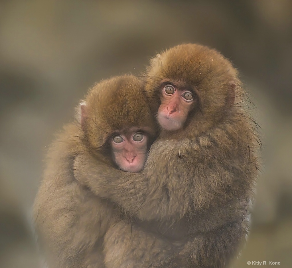Japanese Macaque Babies