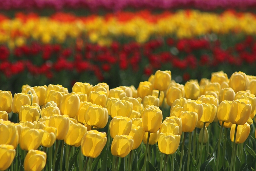 Spring Is Here!