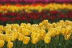 Spring Is Here!