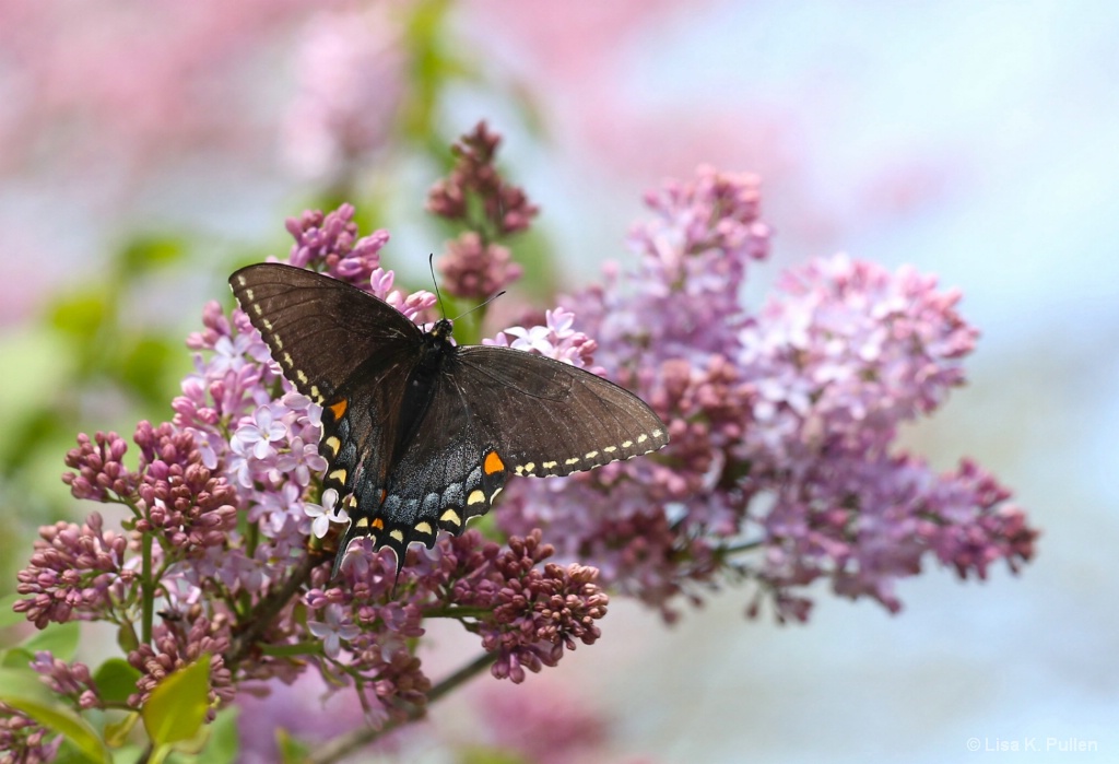 Spring Wings and Blooms