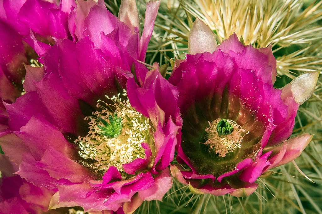 Endangered Arizona Hedgehog Cactus - ID: 15715006 © William S. Briggs