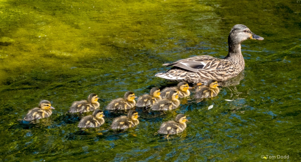 Ducklings at the Creek