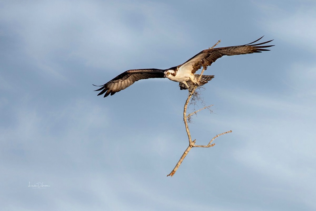 Bringing Home the Branch