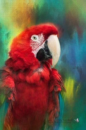 Colorful Macaw 2