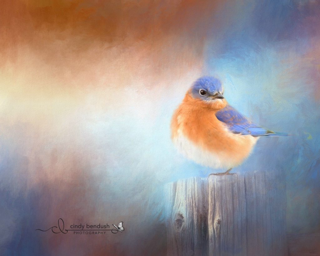 The Beauty of a Bluebird